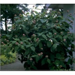 Hydrangea aspera Macrophylla - Hortensja kosmata Macrophylla - fioletowo-białe FOTO 