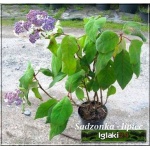 Hydrangea aspera Macrophylla - Hortensja kosmata Macrophylla - fioletowo-białe FOTO 
