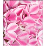 Hydrangea Forever&Ever Peppermint - Hortensja Peppermint - biało-różowe FOTO 
