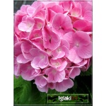 Hydrangea Forever&Ever Pink - Hortensja Pink - różowe FOTO