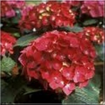 Hydrangea macrophylla - Hortensja ogrodowa czerwona FOTO 