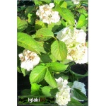 Hydrangea macrophylla - Hortensja ogrodowa biała FOTO
