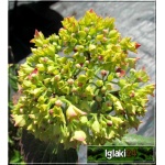 Hydrangea macrophylla - Hortensja ogrodowa czerwona C_15 50-70cm