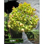 Hydrangea macrophylla - Hortensja ogrodowa czerwona C_15 50-70cm