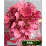 Hydrangea macrophylla - Hortensja ogrodowa czerwona C1 10-20cm
