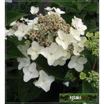 Hydrangea paniculata Angel\'s Blush - Hortensja bukietowa Angel\'s Blush - biało-kremowe FOTO