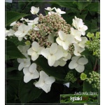 Hydrangea paniculata Angel\'s Blush - Hortensja bukietowa Angel\'s Blush - biało-kremowe FOTO