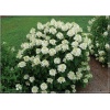 Hydrangea paniculata Baby Lace - Hortensja bukietowa Baby Lace - białe FOTO