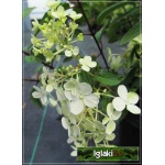 Hydrangea paniculata Bobo - Hortensja bukietowa Bobo - Hydrangea paniculata Ilvobo - Hortensja bukietowa Ilvobo - białe FOTO