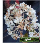 Hydrangea paniculata Bobo - Hortensja bukietowa Bobo - Hydrangea paniculata Ilvobo - Hortensja bukietowa Ilvobo - białe FOTO