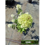 Hydrangea paniculata Bombshell - Hortensja bukietowa Bombshell - białe FOTO
