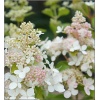 Hydrangea paniculata Confetti - Hortensja bukietowa Confetti - biało-różowe FOTO
