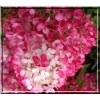 Hydrangea paniculata Diamant Rouge - Hortensja bukietowa Diamant Rouge - biało-różowe FOTO