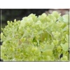 Hydrangea paniculata Diamantino - Hortensja bukietowa Diamantino - zielonkawo-białe FOTO