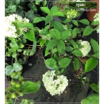 Hydrangea paniculata Diamantino - Hortensja bukietowa Diamantino - zielonkawo-białe FOTO