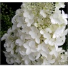Hydrangea paniculata Dolly - Hortensja bukietowa Dolly - biała FOTO
