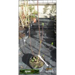 Hydrangea paniculata Early Sensation - Hortensja bukietowa Early Sensation - biało-różowe FOTO