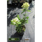 Hydrangea paniculata Early Sensation - Hortensja bukietowa Early Sensation - biało-różowe FOTO