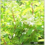 Hydrangea paniculata Great Star - Hortensja bukietowa Great Star - Hydrangea paniculata Le Vasteriva - Hortensja wiechowata Le Vasteriva - białe FOTO 