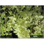 Hydrangea paniculata Phantom - Hortensja bukietowa Phantom - białoróżowe C2 20-40cm 