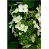 Hydrangea quercifolia Tennessee Clone - Hortensja dębolistna Tennessee Clone - białe FOTO
