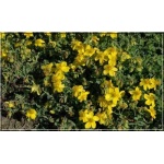 Hypericum cerastoides - Dziurawiec rogownicowaty - żółte, wys. 15, kw 5/9 FOTO