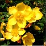 Hypericum Hidcote - Dziurawiec Hidcote - żółte C2 20-40cm