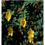 Hypericum Hidcote - Dziurawiec Hidcote - żółte FOTO 
