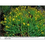 Hypericum olympicum - Dziurawiec olimpijski - żółty, wys. 40, kw 6/7 FOTO 