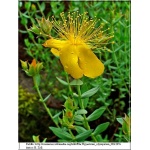 Hypericum olympicum - Dziurawiec olimpijski - żółty, wys. 40, kw 6/7 FOTO 