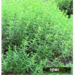 Hyssopus officinalis - Hyzop lekarski - zioło, fioletowe, wys. 60, kw. 8 FOTO zzzz