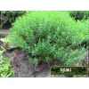 Hyssopus officinalis - Hyzop lekarski - zioło, fioletowe, wys. 60, kw. 8 C0,5 zzzz xxxy