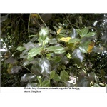 Ilex aquifolium - Ostrokrzew kolczasty FOTO