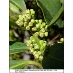 Ilex aquifolium - Ostrokrzew kolczasty FOTO