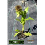 Inula orientalis grandiflora - Oman wschodni grandiflora - żółte, wys. 50, kw. 6/7 C0,5