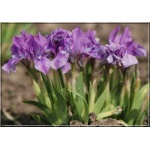 Iris barbata Banbury Ruffles - Kosaciec Bródkowy Banbury Ruffles - Irys bródkowy Banbury Ruffles - fiolet, wys 25, kw 4/5 FOTO