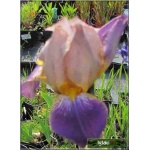 Iris barbata Banbury Ruffles - Kosaciec Bródkowy Banbury Ruffles - Irys bródkowy Banbury Ruffles - fiolet, wys 25, kw 4/5 FOTO