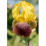 Iris barbata Pinnacle - Kosaciec bródkowy Pinnacle - żółte, wys. 90, kw. 6/7 FOTO  