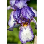 Iris barbata Ribbon Round - Kosaciec bródkowy Ribbon Round - fioletowe, wys. 80, kw. 6/7 FOTO