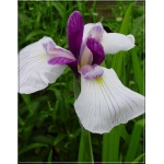 Iris ensata Fortune - Kosaciec mieczolistny Fortune - Irys mieczolistny Fortune - białe z fioletowymi żyłkami, wys. 70, kw 6/7 FOTO