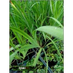 Iris ensata Fortune - Kosaciec mieczolistny Fortune - Irys mieczolistny Fortune - białe z fioletowymi żyłkami, wys. 70, kw 6/7 FOTO