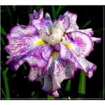 Iris ensata Freckled Geisha - Kosaciec mieczolistny Freckled Geisha - Irys mieczolistny Freckled Geisha - białe, nakarapiane fioletowym, wys. 90, kw 6/7 FOTO