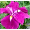 Iris ensata Jodlesong - Kosaciec mieczolistny Jodlesong - Irys mieczolistny Jodlesong - Irys japoński Jodlesong - fioletowe, wys 90, kw 6/7 FOTO