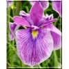 Iris ensata Kings Cloak - Kosaciec mieczolistny Kings Cloak - Irys mieczolistny Kings Cloak - Irys japoński Kings Cloak - różowe, wys 80, kw. 6/7 FOTO