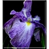 Iris ensata Murasame - Kosaciec mieczolistny Murasame - Irys mieczolistny Murasame - Irys japoński Murasame - ciemnofioletowy z białym, wys. 90, kw. 6/7 FOTO
