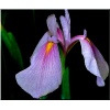 Iris ensata Rose Queen - Kosaciec mieczolistny Rose Queen - Irys mieczolistny Rose Queen - Irys japoński Rose Queen - jasnoróżowe, wys 100, kw 6/8 FOTO