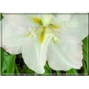Iris ensata White Ladies - Kosaciec mieczolistny White Ladies - Irys mieczolistny White Ladies - Irys japoński White Ladies - białe, wys. 60, kw 6/7 FOTO