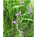 Iris graminea - Kosaciec trawolistny - Irys trawolistny - fioletowy, wys. 30, kw. 5/6 FOTO