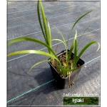 Iris graminea - Kosaciec trawolistny - Irys trawolistny - fioletowy, wys. 30, kw. 5/6 FOTO