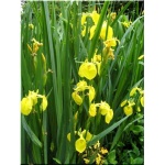 Iris pseudacorus - Kosaciec żółty - Irys żółty - żółte, wys. 120, kw. 5/7 FOTO